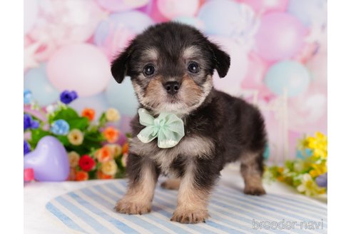 成約済の東京都のミックス犬-329920の4枚目